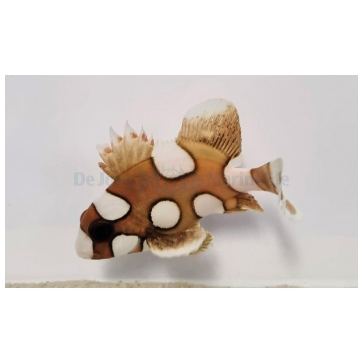 Plectorhinchus chaetodonoides - Spotted Grunt