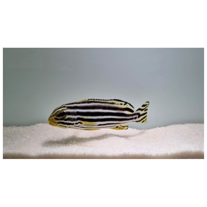 Plectorhinchus lineatus - Striped Sweetlips