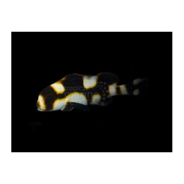 Plectorhinchus orientalis - Oriental Sweetlips