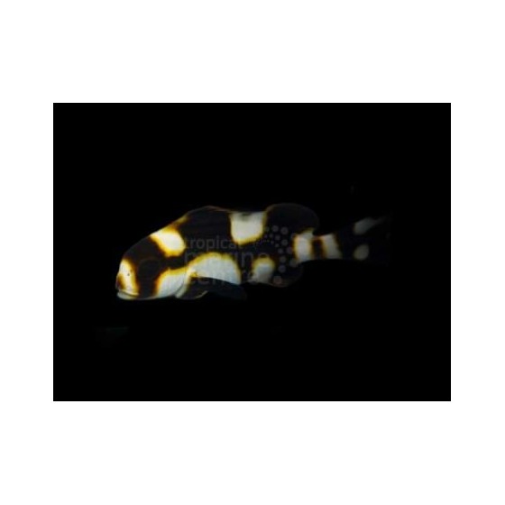 Plectorhinchus orientalis - Oriental Sweetlips