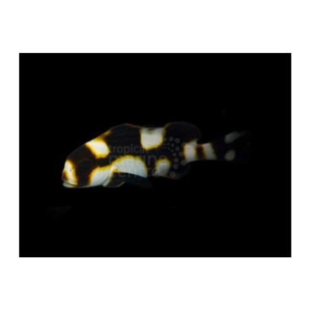 Plectorhinchus orientalis - Oriental Sweetlips