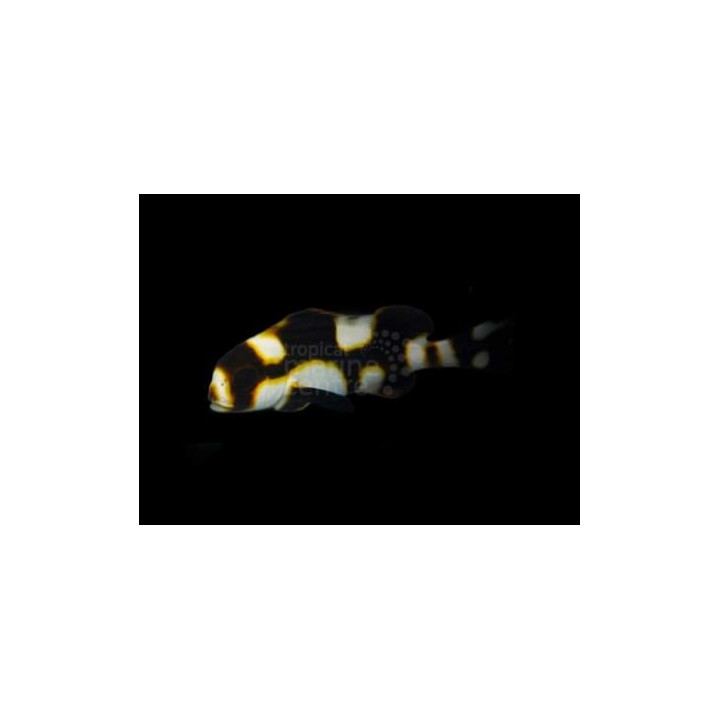 Plectorhinchus orientalis - Oriental Sweetlips