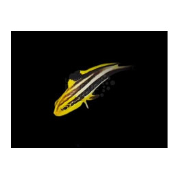 Plectorhinchus pictus - Yellow Hi-Fin Sweetlips