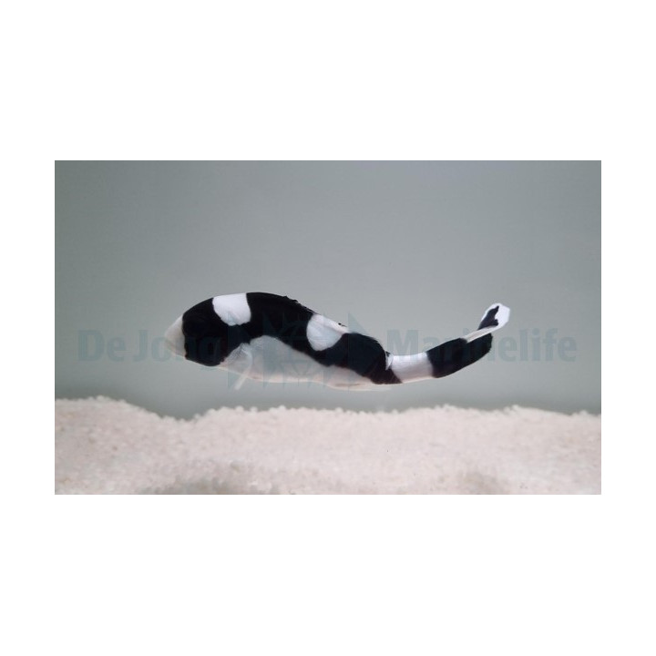Plectorhinchus picus - Panda Sweetlips