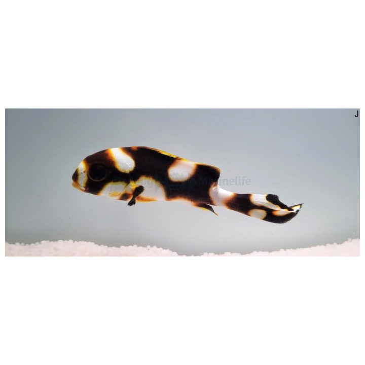 Plectorhinchus vittatus - Golden Sweetlips
