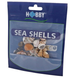 Sea Shells Set S , Terraario- ja akvaariotarvike