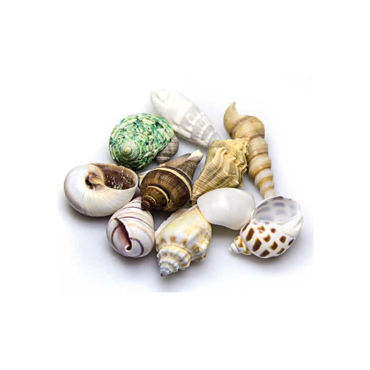 Sea Shells Set M , Terraario- ja akvaariotarvike