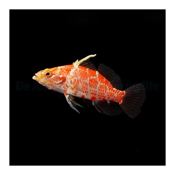 Plectranthias inermis - Hi Fin Checker Hawk