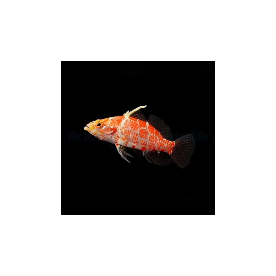 Plectranthias inermis - Hi Fin Checker Hawk