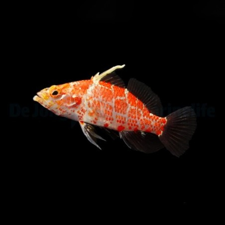 Plectranthias inermis - Hi Fin Checker Hawk