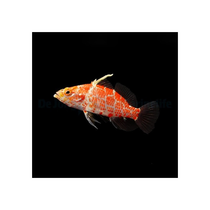 Plectranthias inermis - Hi Fin Checker Hawk