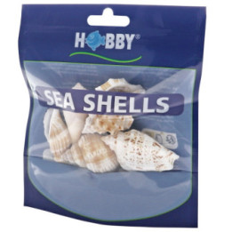 Sea Shells Set L , Terraario- ja akvaariotarvike