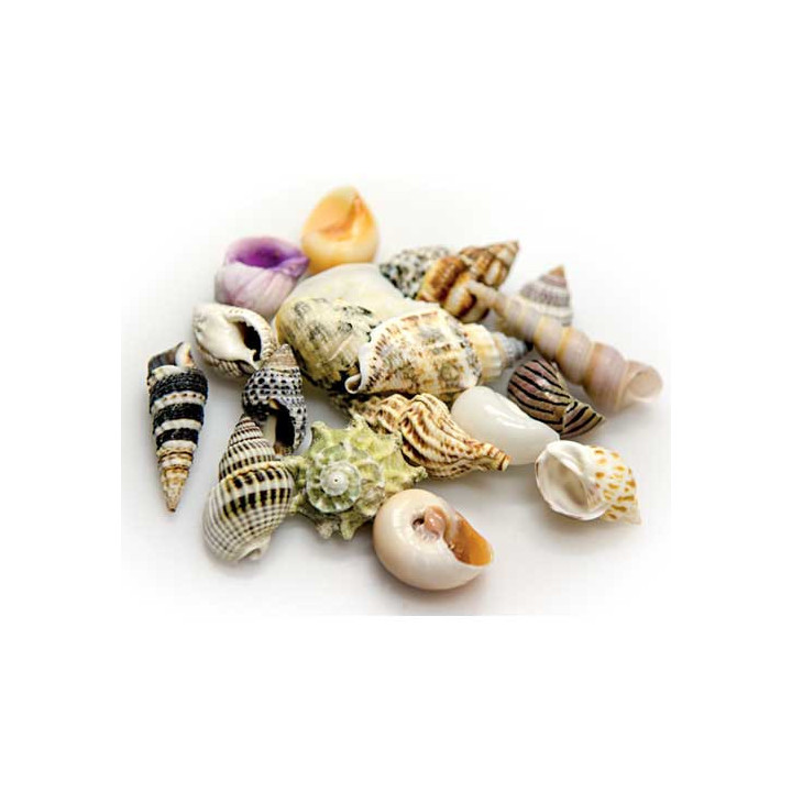 Sea Shells Set L , Terraario- ja akvaariotarvike