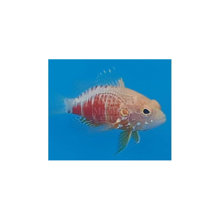 Plectranthias pelicieri - Pelicier Hawk