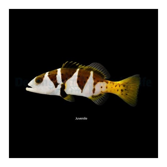 Plectropomus laevis - Saddle Grouper