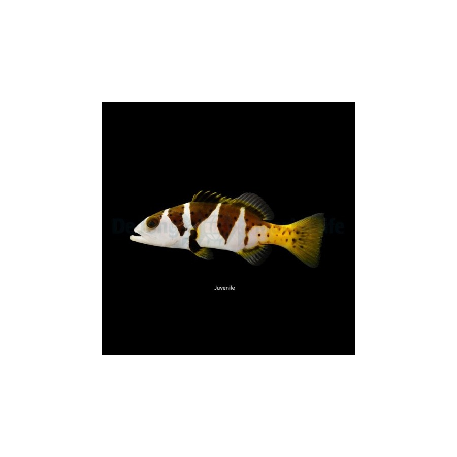 Plectropomus laevis - Saddle Grouper