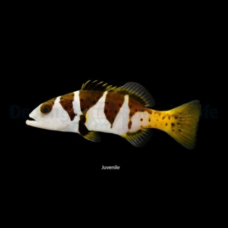 Plectropomus laevis - Saddle Grouper