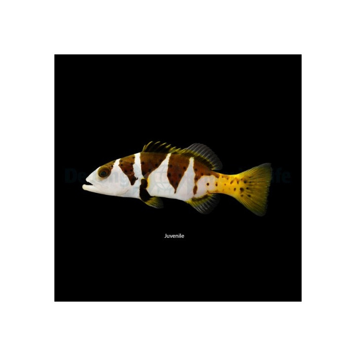Plectropomus laevis - Saddle Grouper