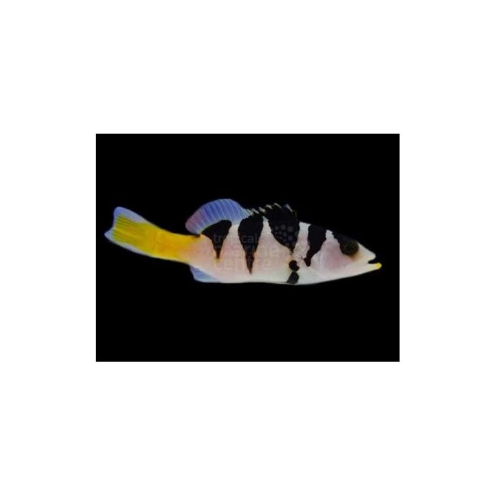 Plectropomus laevis - Saddle Grouper