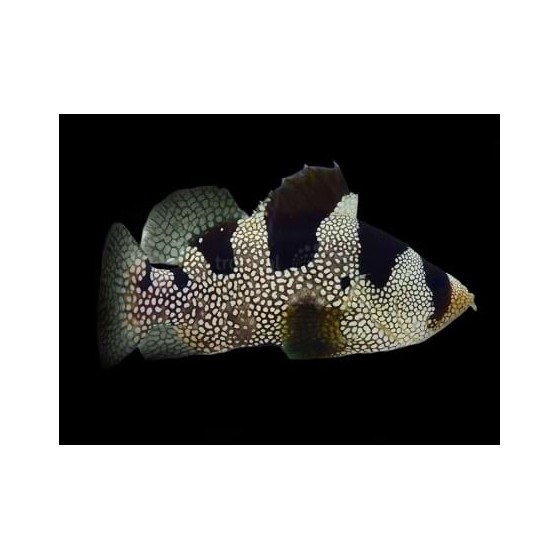 Pogonoperca punctata - Clown Grouper