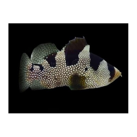 Pogonoperca punctata - Clown Grouper