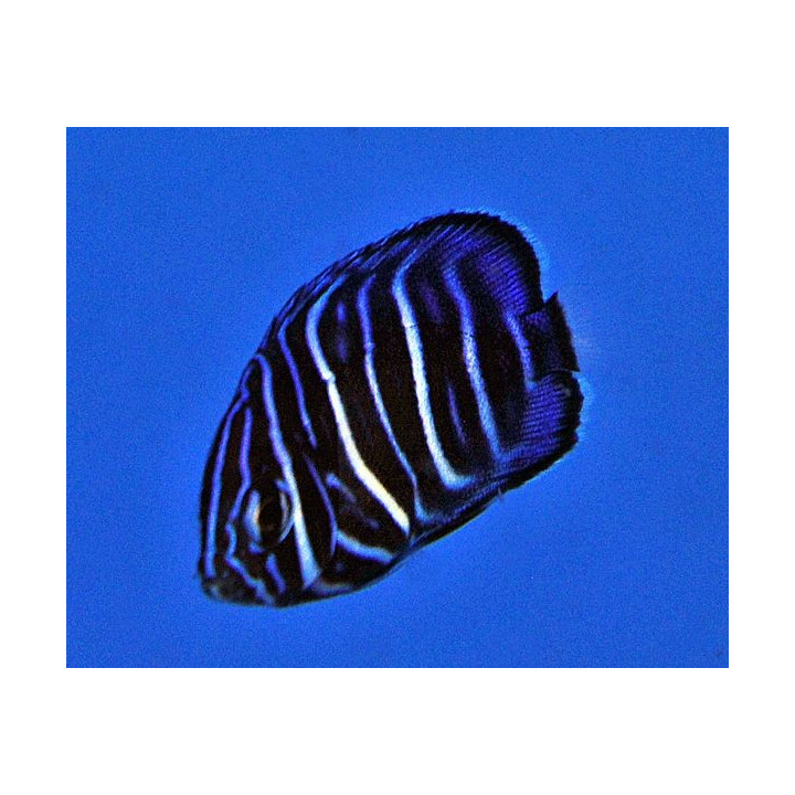 Pomacanthus annularis - Rengaskeisarikala - viljelty