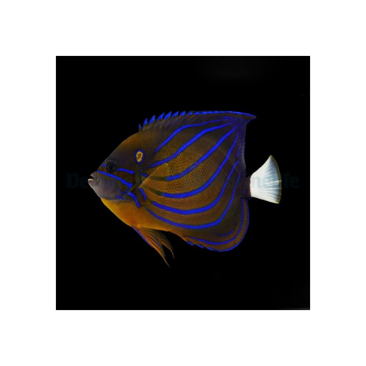 Pomacanthus annularis , Rengaskeisarikala , aikuisväri