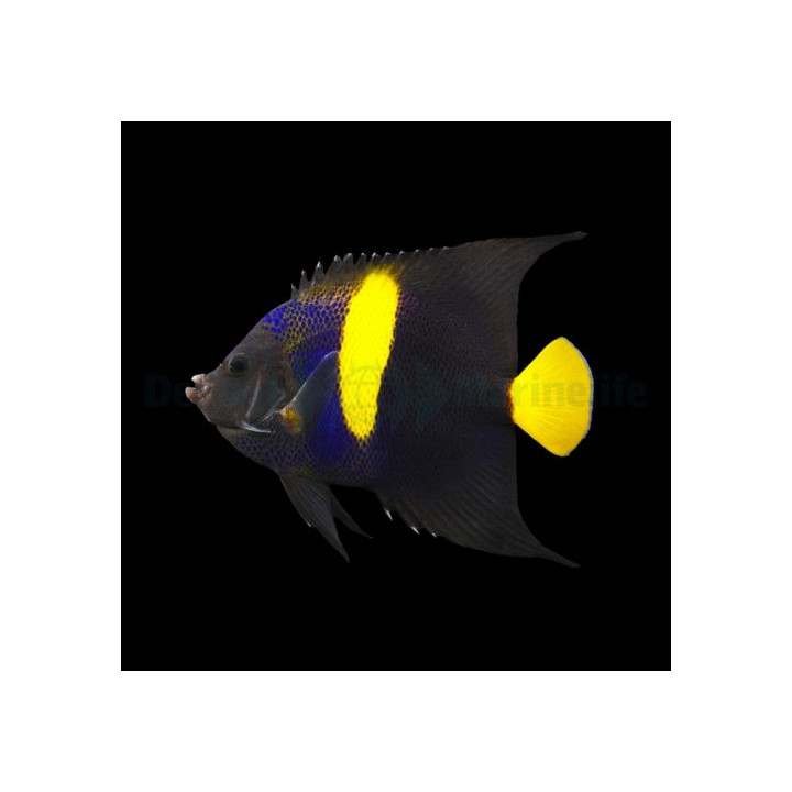 Pomacanthus asfur - Sirppikeisarikala