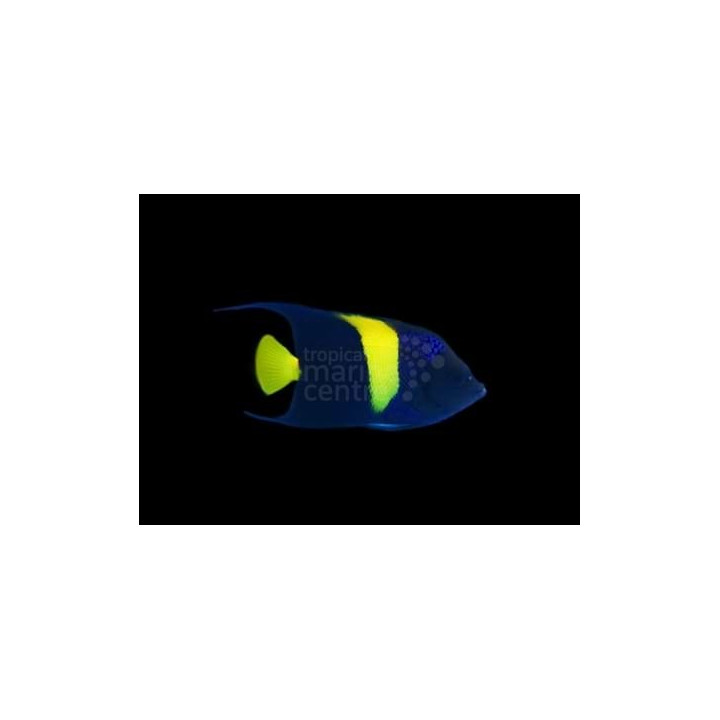 Pomacanthus asfur - Sirppikeisarikala