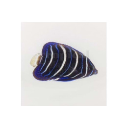 Pomacanthus chrysurus - KeltapyrstÃ¶keisarikala - nuoren väritys