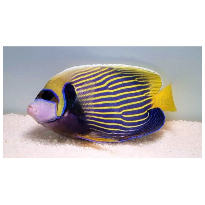Pomacanthus imperator - Keisarikala -  aikuisväri
