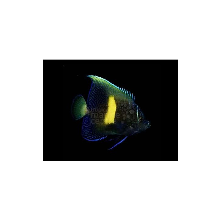 Pomacanthus maculosus - Kuukeisarikala  - nuoren väritys