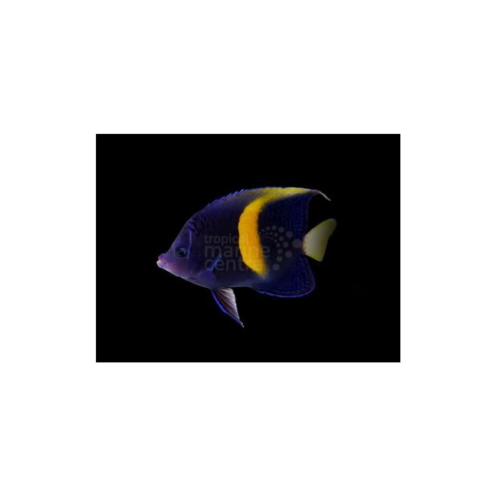 Pomacanthus maculosus - Kuukeisarikala - aikuisväritys