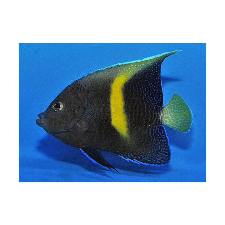Pomacanthus maculosus - viljelty