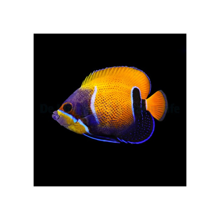 Pomacanthus navarchus - Tarukeisarikala - aikuisväritys