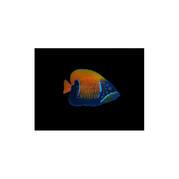 Pomacanthus navarchus - Tarukeisarikala - aikuisväritys