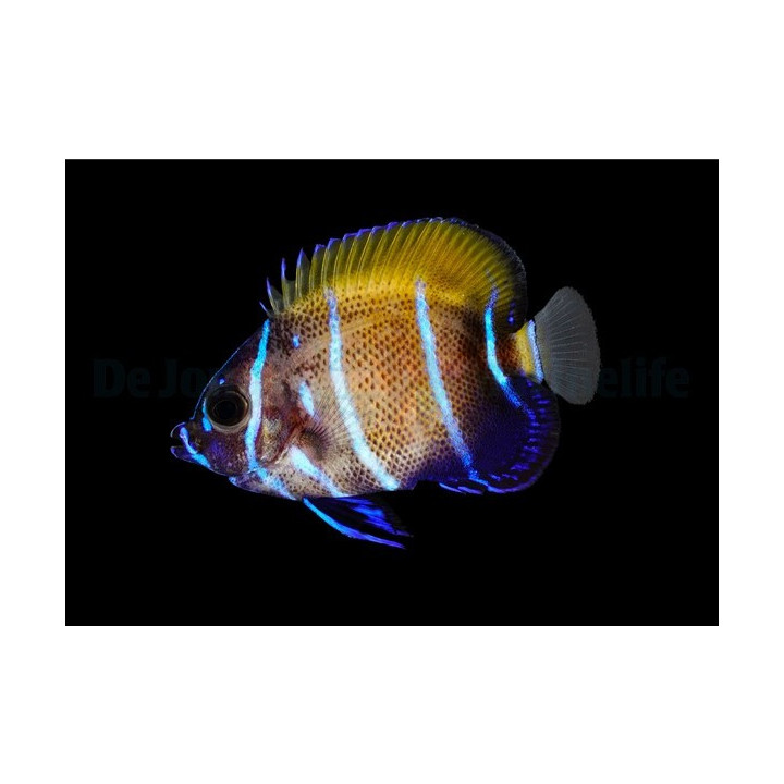 Pomacanthus navarchus - Tarukeisarikala - viljelty