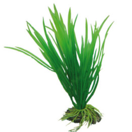 Cyperus , Terraario- ja akvaariotarvike
