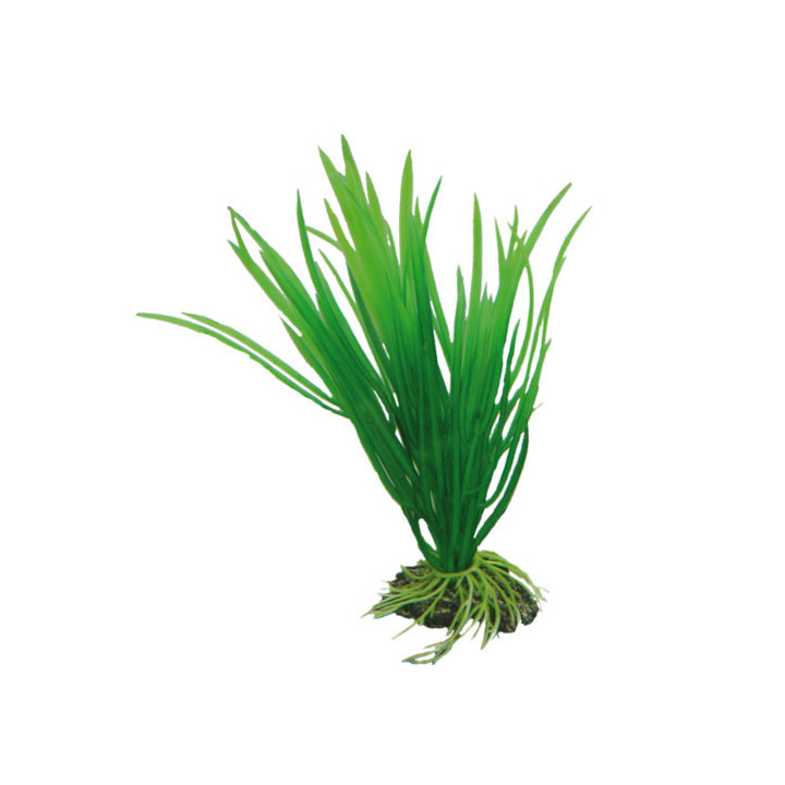 Cyperus , Terraario- ja akvaariotarvike