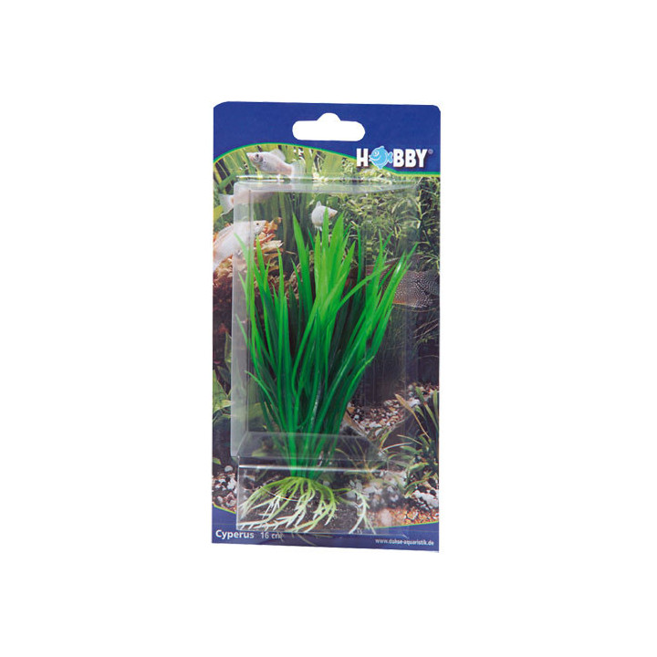 Cyperus , Terraario- ja akvaariotarvike