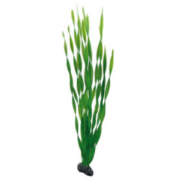 Vallisneria , Terraario- ja akvaariotarvike