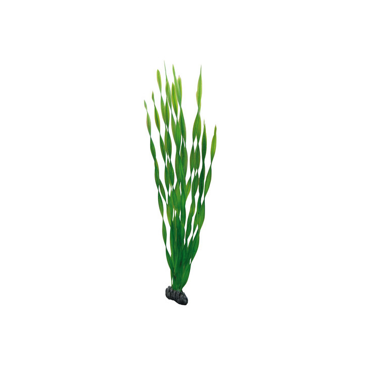 Vallisneria , Terraario- ja akvaariotarvike