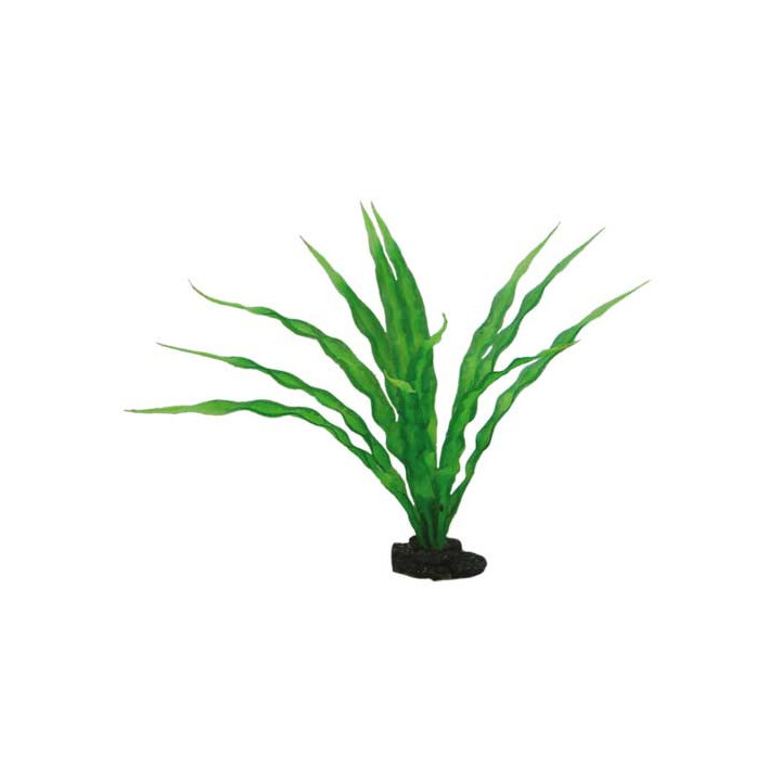 Crinum , Terraario- ja akvaariotarvike