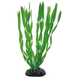 Vallisneria , Terraario- ja akvaariotarvike