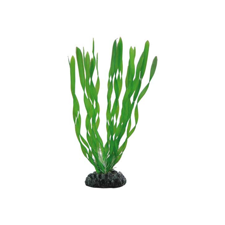 Vallisneria , Terraario- ja akvaariotarvike