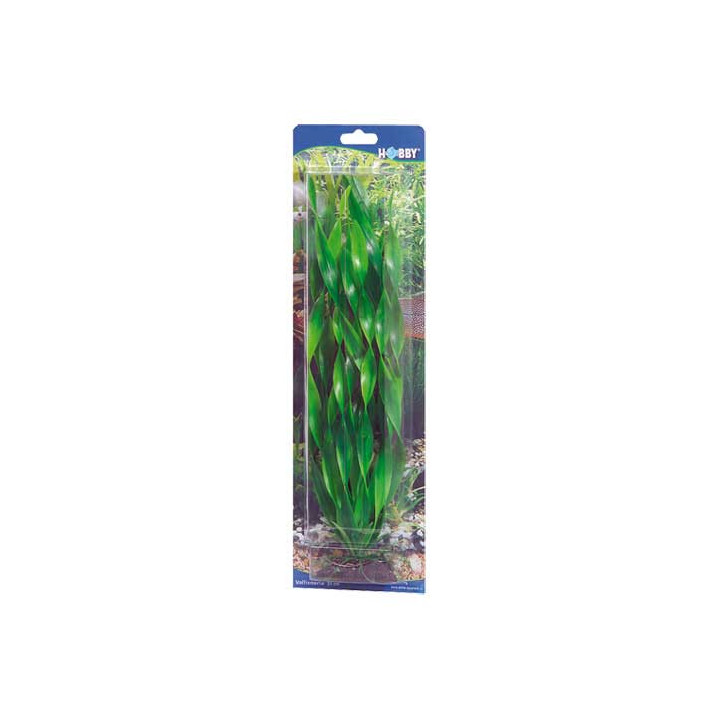 Vallisneria , Terraario- ja akvaariotarvike