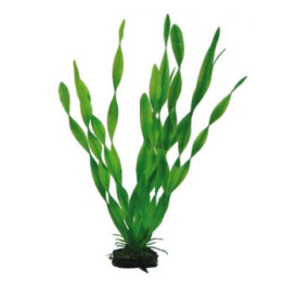 Vallisneria , Terraario- ja akvaariotarvike