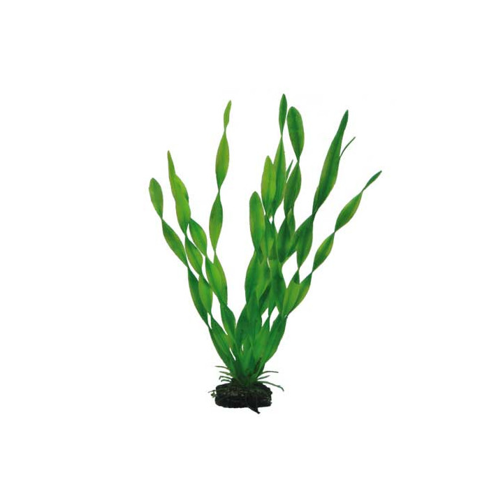 Vallisneria , Terraario- ja akvaariotarvike