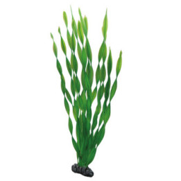 Vallisneria , Terraario- ja akvaariotarvike