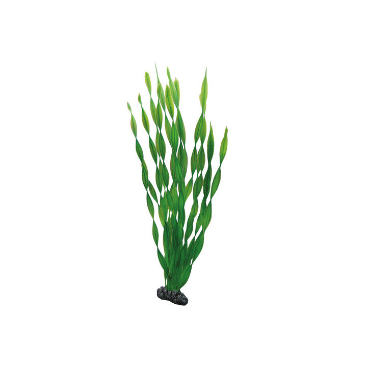 Vallisneria , Terraario- ja akvaariotarvike